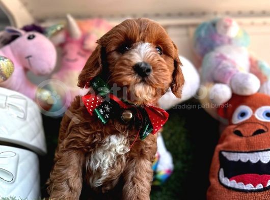 Particulier Maltipoo görsel