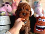Mükemmel Güzellikte Poodle