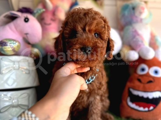 Mükemmel Güzellikte Poodle görsel