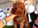 Mükemmel Güzellikte Poodle