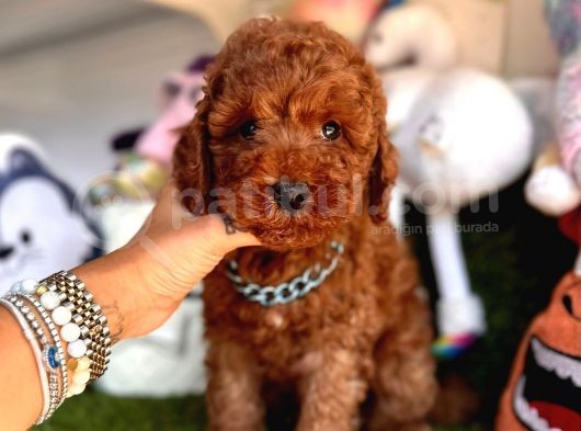 Mükemmel Güzellikte Poodle görsel