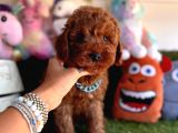 Mükemmel Güzellikte Poodle