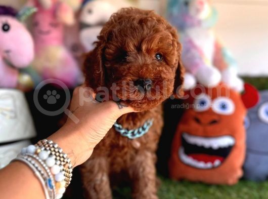 Mükemmel Güzellikte Poodle görsel