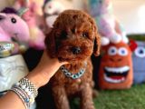 Mükemmel güzellikte poodle