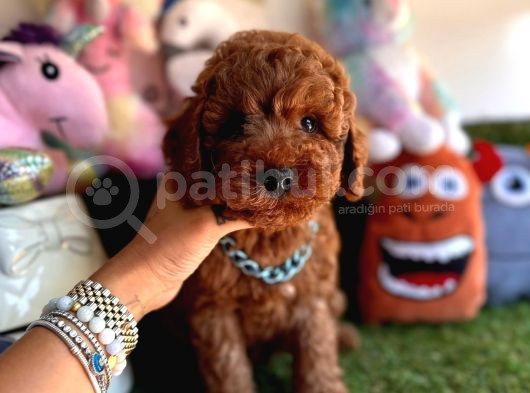 Mükemmel Güzellikte Poodle