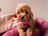 Kore Kan Mi̇ni̇ Toy Poodle Bebekleri̇mi̇z