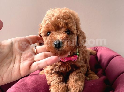 Kore Kan Mi̇ni̇ Toy Poodle Bebekleri̇mi̇z görsel
