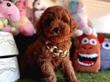 Dark Brown Yavru  Poodle 