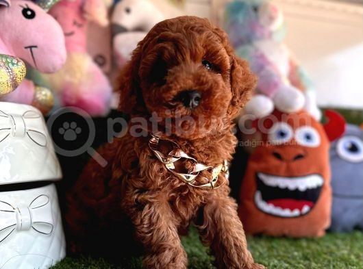 Dark Brown Yavru  Poodle  görsel