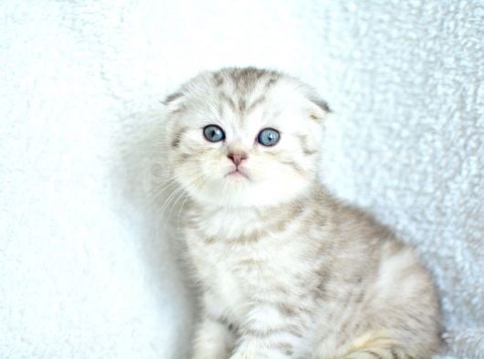 Muhteşem Kalite Silver Scottish Fold