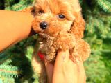 Teacup Mi̇ni̇ Boy Red Di̇şi̇ Malti̇po
