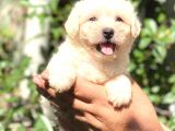 Maltese Di̇şi̇ Yavrum