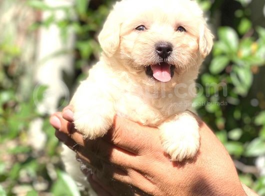 Maltese Di̇şi̇ Yavrum görsel