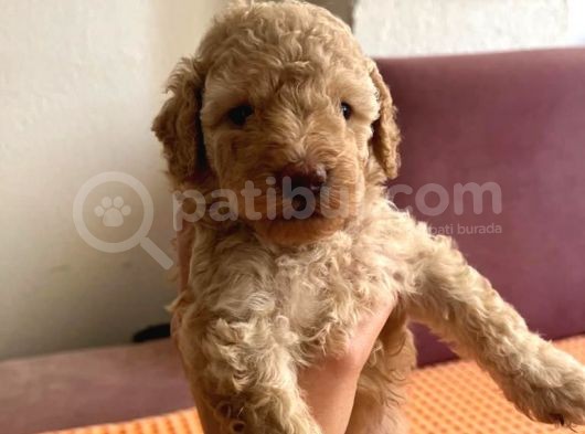 Orji̇nal Toy Poodle görsel