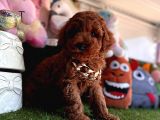 Dark Brown Yavru  Poodle 