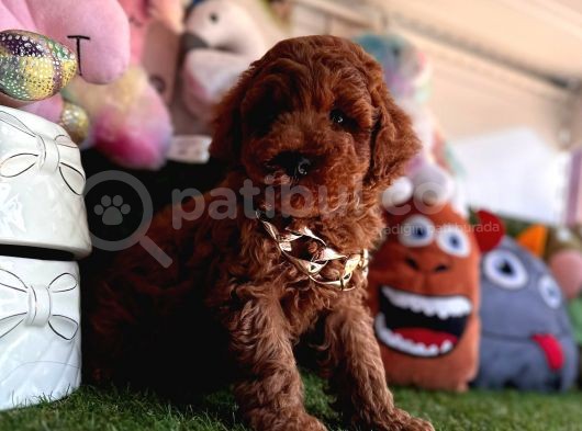 Dark Brown Yavru  Poodle  görsel