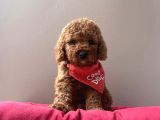 Red Brown Aşili Toy Poodle Yavrularimiz