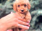 RED TEACUP MALTİPO ERKEK