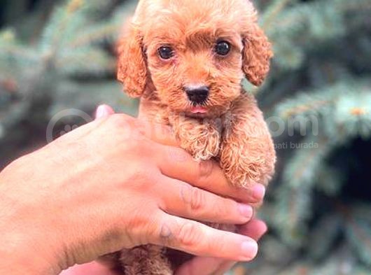Red Teacup Malti̇po Erkek