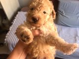 ORJİNAL TOY POODLE
