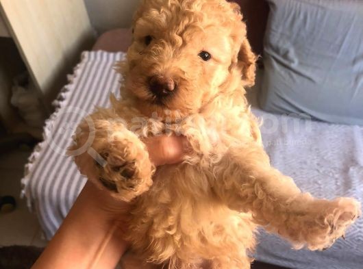 Orji̇nal Toy Poodle