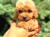 TEACUP MİNİ BOY RED DİŞİ MALTİPO