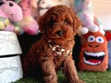 Dark Brown Yavru  Poodle 