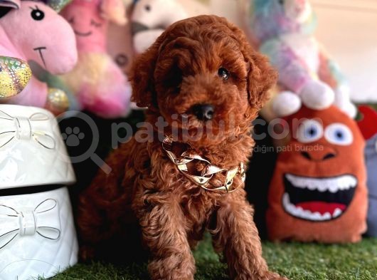 Dark Brown Yavru  Poodle  görsel