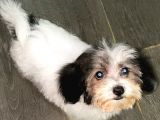 Malti̇poo