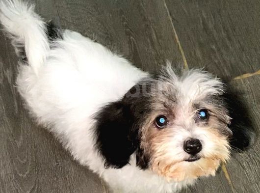 Malti̇poo görsel