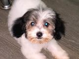 MALTİPOO