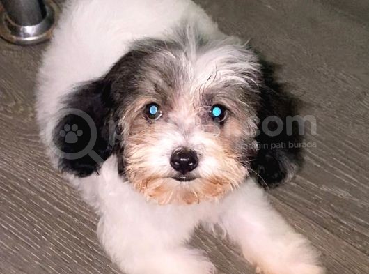 Malti̇poo