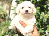 Maltese Di̇şi̇ Yavrum