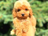 Teacup Mi̇ni̇ Boy Red Di̇şi̇ Malti̇po