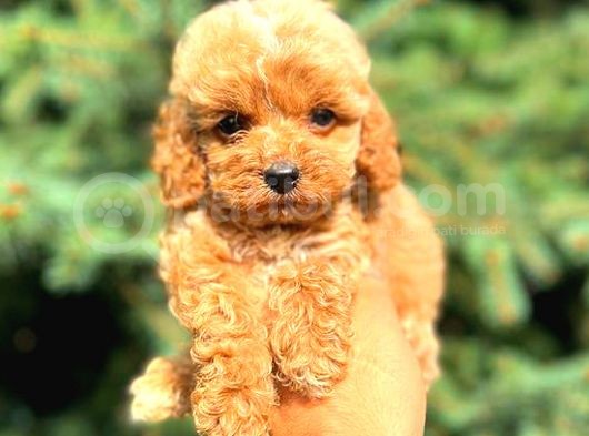 Teacup Mi̇ni̇ Boy Red Di̇şi̇ Malti̇po görsel