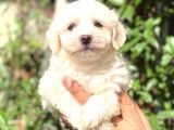 Maltese Di̇şi̇ Yavrum