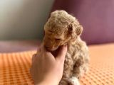 Orji̇nal Toy Poodle