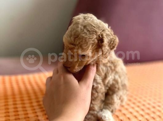 Orji̇nal Toy Poodle görsel