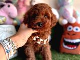 Dark brown yavru  poodle 