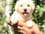 MALTESE DİŞİ YAVRUM