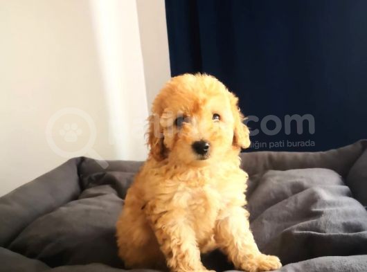 En Sağlikli Damizlik 4 Aylik Di̇şi̇ Toy Poodle görsel