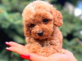 Teacup Mi̇ni̇ Boy Red Di̇şi̇ Malti̇po