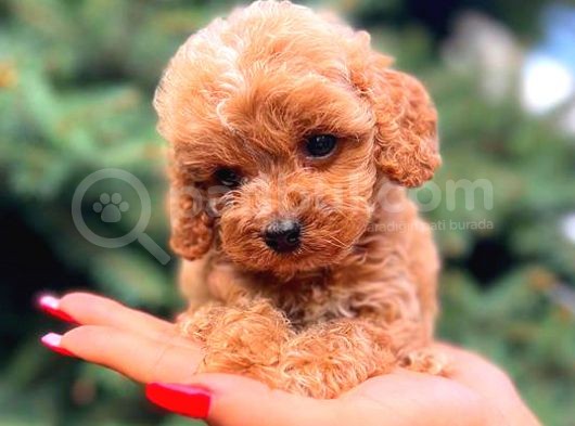 Teacup Mi̇ni̇ Boy Red Di̇şi̇ Malti̇po görsel