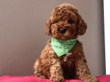 RED BROWN AŞILI TOY POODLE YAVRULARIMIZ