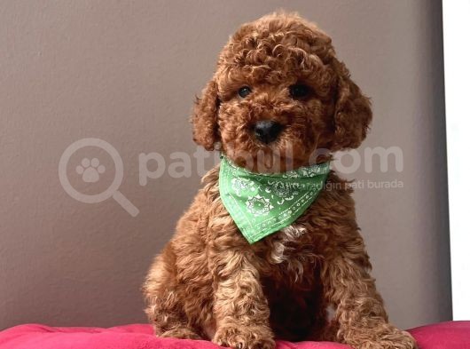 RED BROWN AŞILI TOY POODLE YAVRULARIMIZ