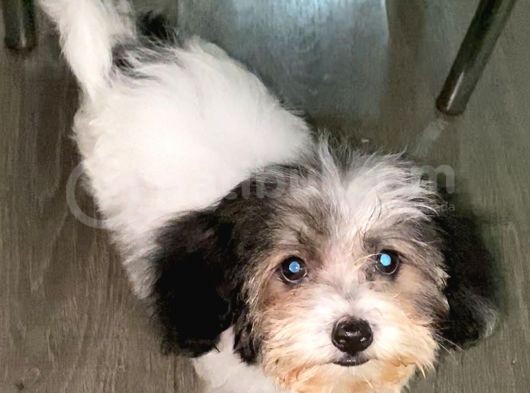 Malti̇poo görsel