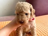 Orji̇nal Toy Poodle