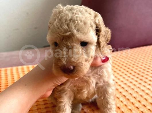 Orji̇nal Toy Poodle görsel