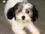 Malti̇poo
