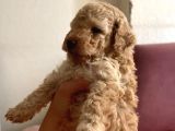 Orji̇nal Toy Poodle